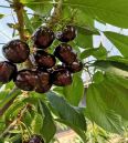 Dwarf Samitot Cherry Seedlings in Wangyun Agricultural Base Spot Lucky Star Fuchen Tamara Survives Well