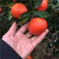 Market advantages of Newhall navel orange seedlings, easy to survive, extensive management technology, variety characteristics