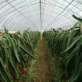 The galvanized framework of the greenhouse supports the fixed size fruit and vegetable planting shed, and the insulation effect is good