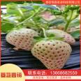 Strawberry seedling planting base is currently being excavated and sold. Yuexiu New Variety Moisturizing Delivery with Developed Root System