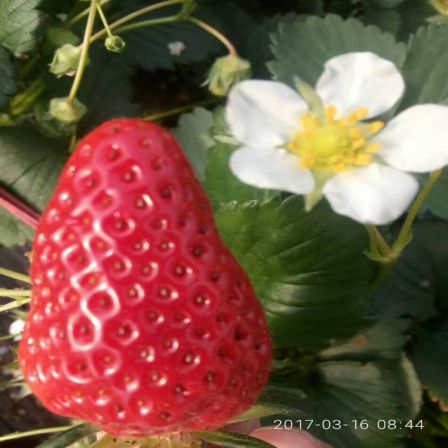 Land Strawberry Seedlings Sweet Charlie Yield High Speed Frozen Cut Ding Deep Processing Long Term Supply