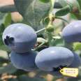 Free Blueberry Seedling North High Late Mature Variety Seed Fruit Big Taste Sweet Easy to Manage New Middle School Seedlings