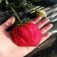 Angel strawberry seedlings are resistant to cold and drought, and are not prone to cracking. Planting and video technology submission materials