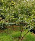 Chestnut seedlings with straight and sturdy stems and well-developed roots can survive and thrive in agriculture after transplantation