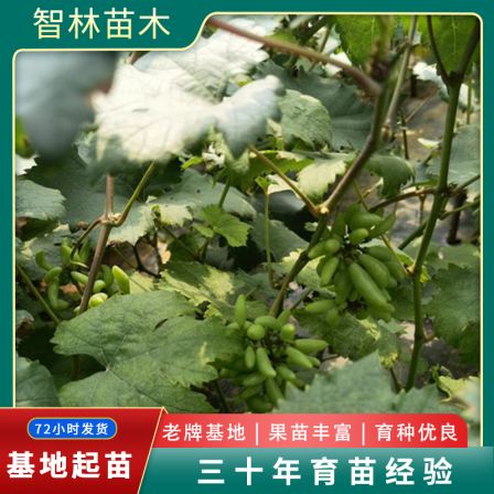 Grape seedlings grafted with fruit seedlings have a high survival rate. Courtyard ground planting and potted planting are suitable for wholesale in planting bases in the north and south
