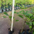 Water red triangular plum small seedlings, red flower bag seedlings, four season cup seedlings, various specifications of cutting seedlings