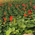 Bedroom balcony ornamental flowers, geranium seedlings, potted multi-color flowers, shipped in pots