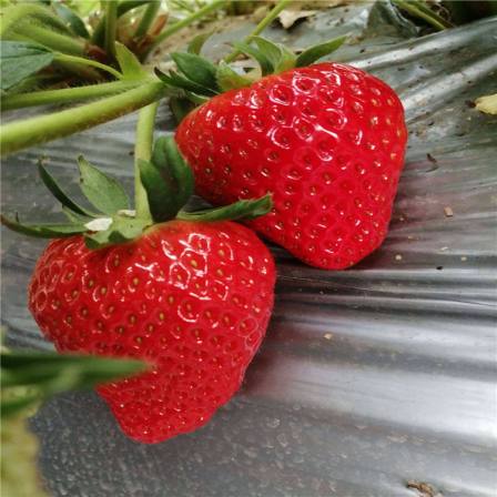 Coffee strawberry seedlings, deciduous trees, drought resistance, waterlogging tolerance, thick and developed capillary roots, suitable for potted cultivation