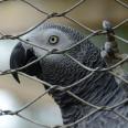 Aviary Mesh / Zoo stainless steel rope fence