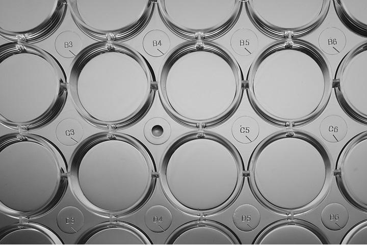 Flat Bottom  Sterilized Laboratory 6 12 24 48 96 Wells  Cell Culture Plate