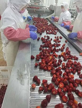 Fully Automatic Frozen strawberry blackberry raspberry bubble washing packing machine with IQF