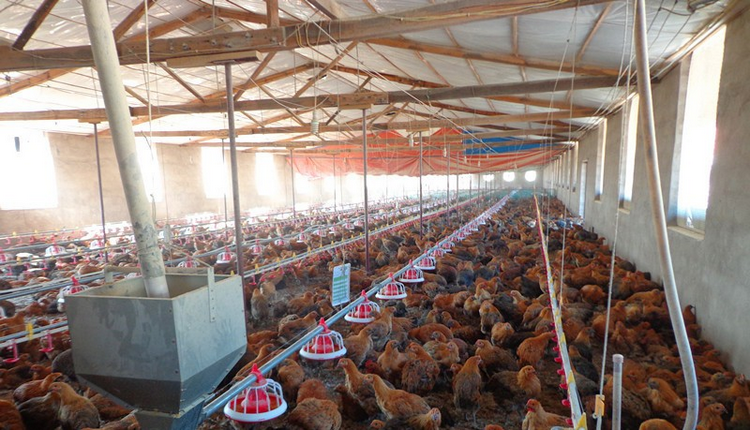 animal poultry equipment china Automatic for broiler poultry equipment chicken feed fan