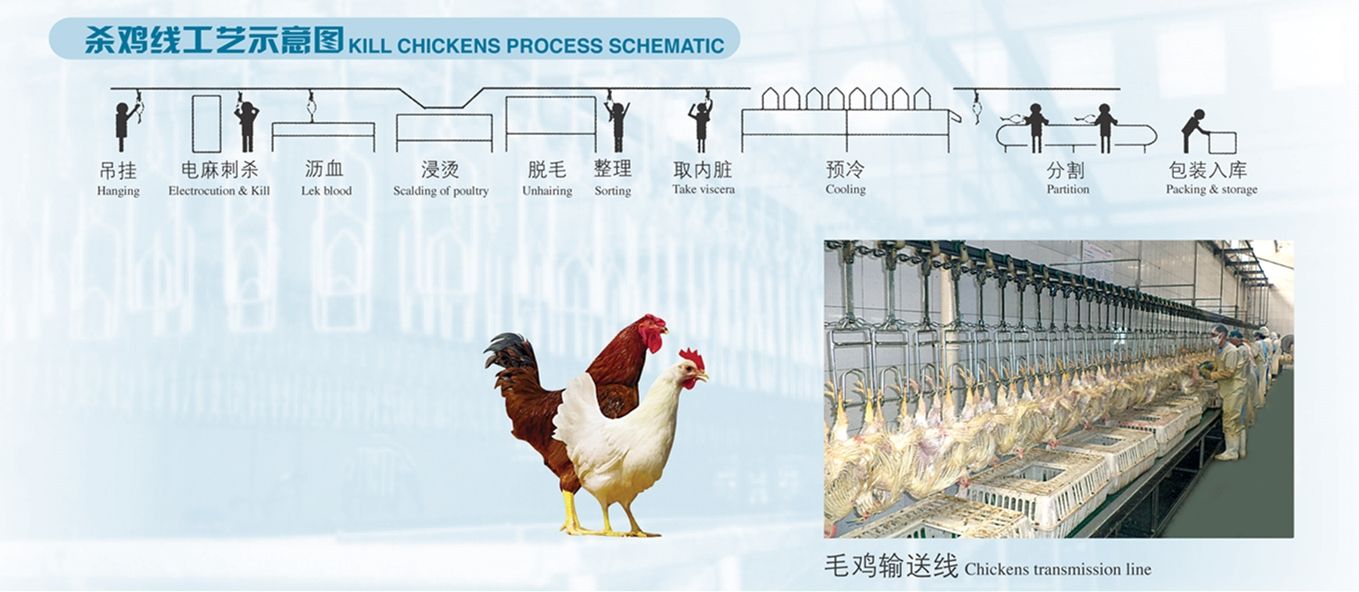 500BPH Poultry Abattoir Mobile Slaughter House Chicken Processing Line