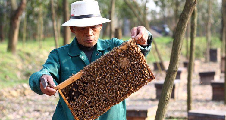 High Quality Sticky Dark Color Raw Wild Wholesale Bulk Natural Honey