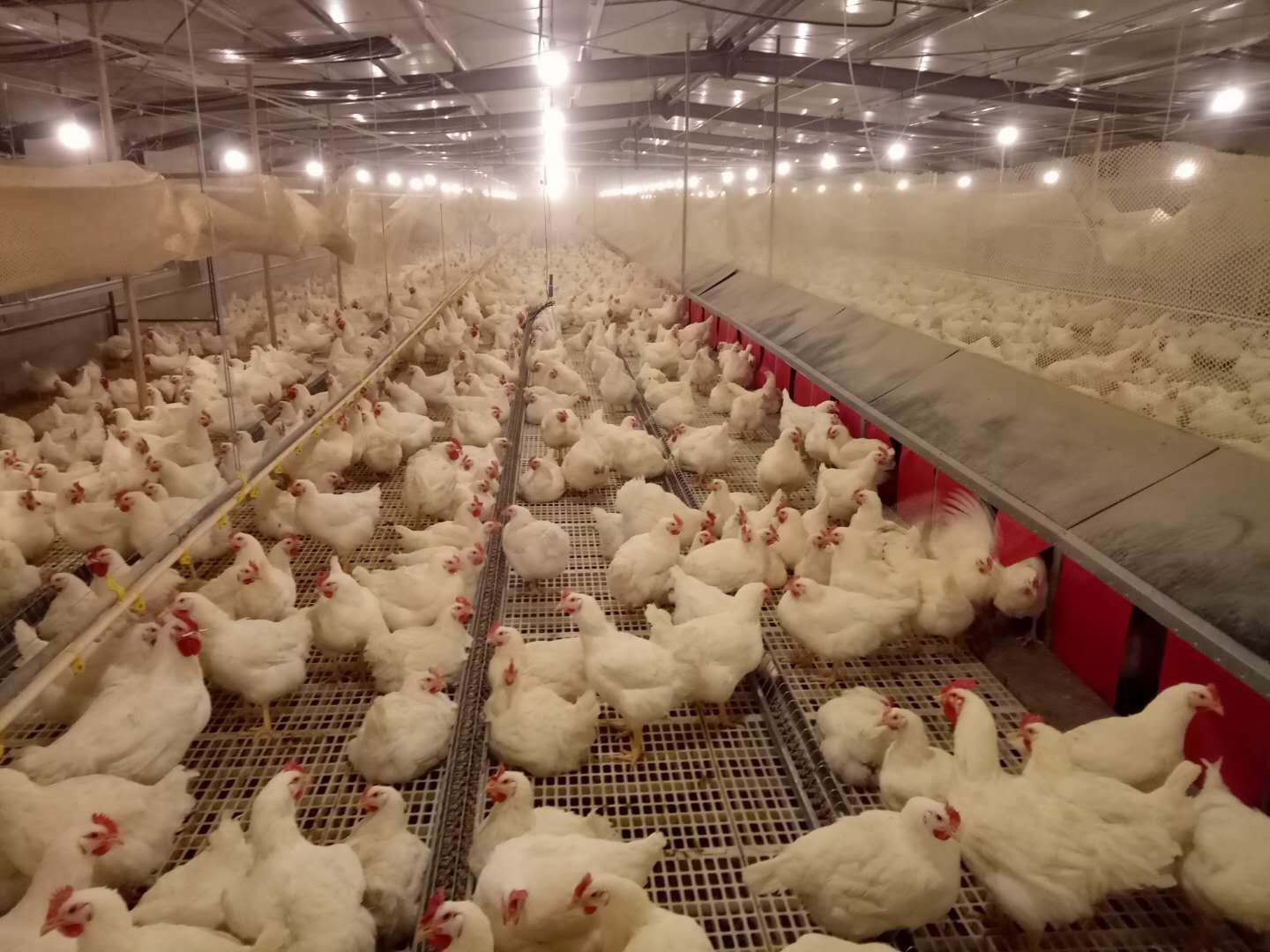 easy clean chicken plastic floor broiler slats for poultry