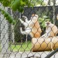 Monkey tiger enclosure mesh zoo Animal enclosure mesh netting ferruled cable netting mesh