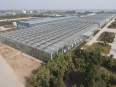 Agriculture multi-span arch plastic film Greenhouse tomato greenhouse and strawberry greenhouse turnkey project