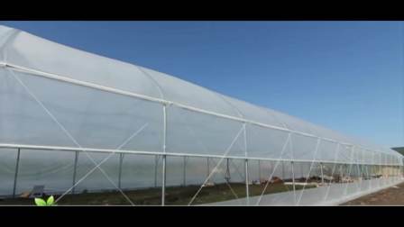 China Professional Single-Span Greenhouse Low Tunnel Greenhouse Structure Green House Agriculture Greenhouse for Sale