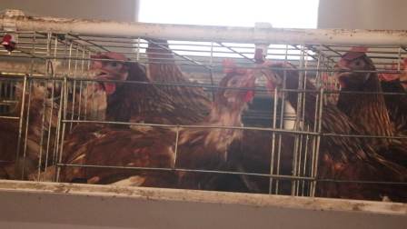 Jinmuren layer chicken and broiler chicken cage white pvc feeder trough manufacturer