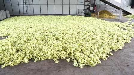 Commercial Dehydration Flower Dryer With High Efficiency