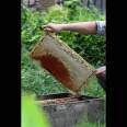 black Chinese buckwheat honey