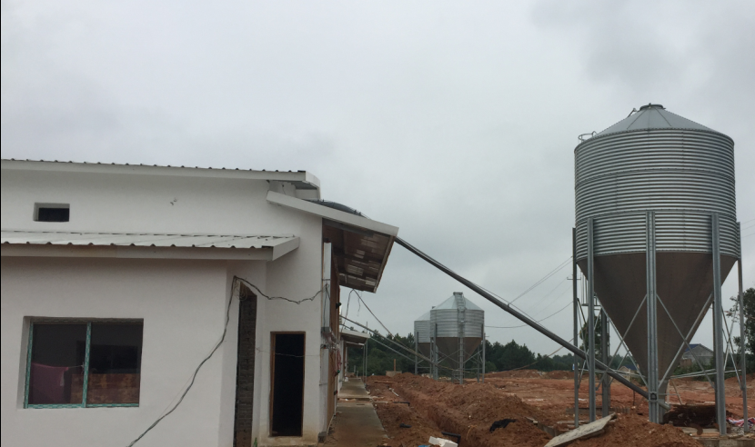 Steel Feed Tower Silo for Pig Farm Chicken Farm Feeding System