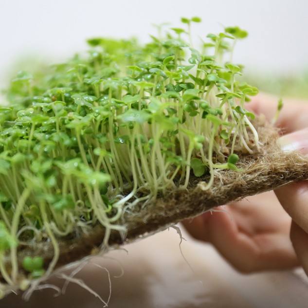5mm Hemp grow mat 100% natural jute fiber biodegradable seed tray microgreen trays jute felt
