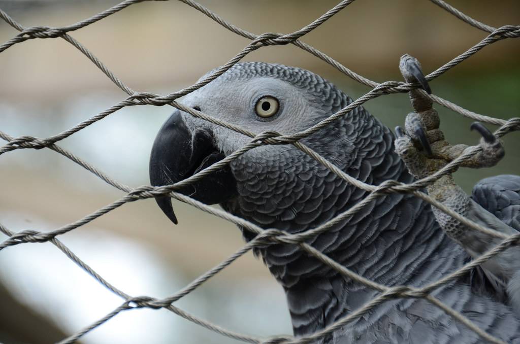 304/316L Stainless Steel Rope Mesh for Small Animal Cage Fence Net bird aviary mesh