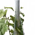 6fts Height Passion Fruit Kiwi Fruit Support Trellis Pillars  Galvanized Metal Poles For Orchard Vineyard Trellis Post