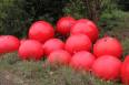 Durable using rotational molding floating balls 50 cm in diameter