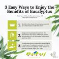 Borui manufactures bulk supply natural eucalyptus essential oil best price