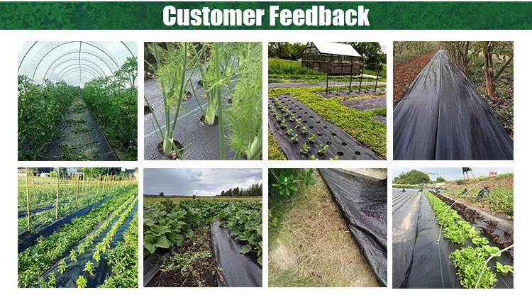 UV Agricultural Mulch Top Sale Weed Mat Ground  Greenhouse Plastic Soil Ground Covering