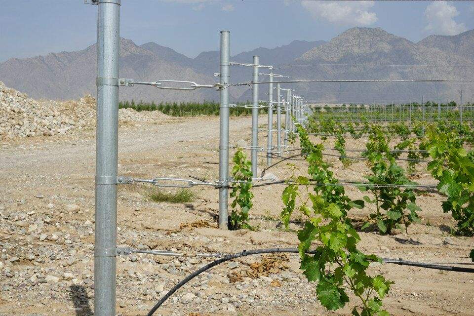 6fts Height Passion Fruit Kiwi Fruit Support Trellis Pillars  Galvanized Metal Poles For Orchard Vineyard Trellis Post