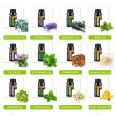 Borui manufactures bulk supply natural eucalyptus essential oil best price