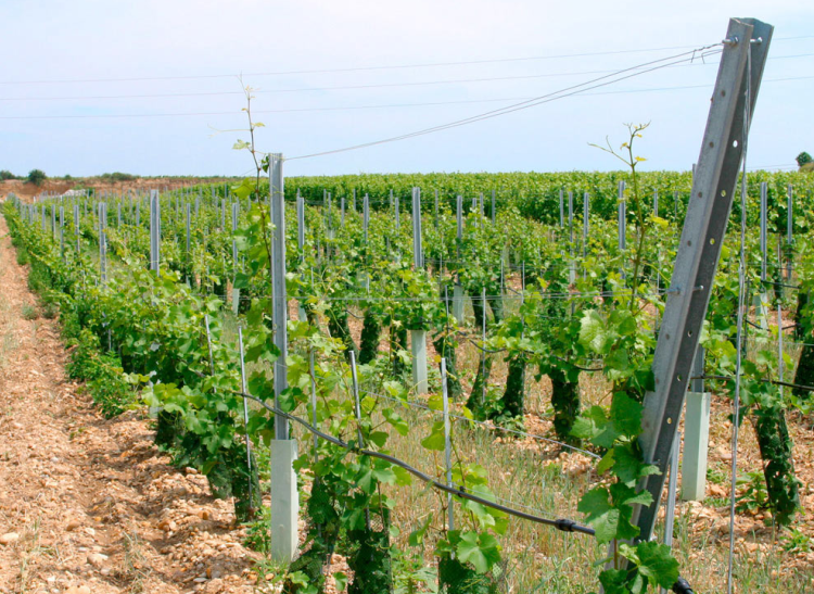 Low price vineyard metal trellis post /Grape post use in farm