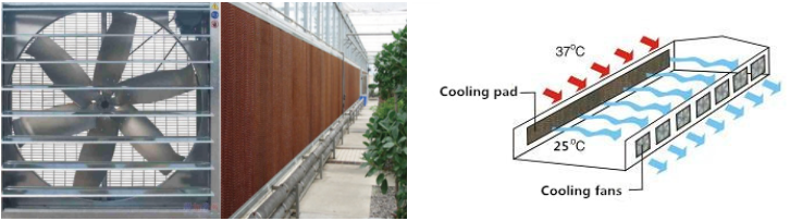 Agriculture multi-span arch plastic film Greenhouse tomato greenhouse and strawberry greenhouse turnkey project