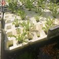 Hydroponic Growing Systems for Cherry/Strawberry/Celery/Cabbage/Pepper