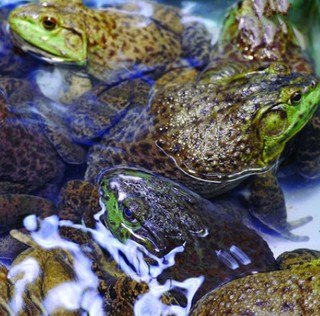 鲜玛特鲜活牛蛙/田鸡500g